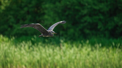 Beautiful image of Grey Heron Ardea Cinerea bird in flight during sunny Spring morning