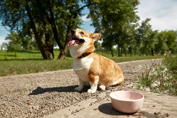 Beautiful Corgi dog sit on gravel road near bowl