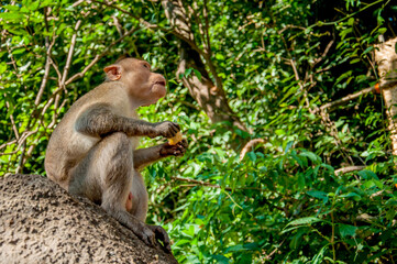 Fototapeta na wymiar The pregnant monkey eats fruits and vegetables. Rainforest of India, wild animals.