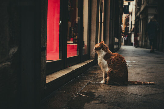 Katze am Schaufenster