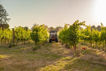 Fotobehang Vineyard tractor insecticide treatment © Filippo Carlot