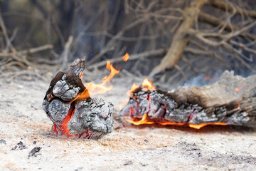 Close-up of the trunk of a fallen tree on the ground in flames. Forest burnt and covered with ashes. Destruction of nature. Fire in Navarre, Spain, in June 2022.