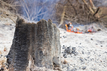 Base of a broken tree trunk destroyed by fire. Out of focus background with trunk on the ground burning in flames. Apocalyptic image of a destroyed forest. Fire in Navarre, Spain, in June 2022.