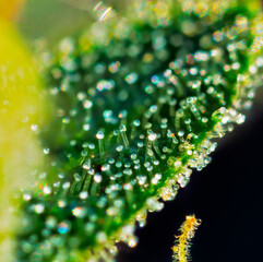 Extreme macro shot of Royal Gorilla cannabis strain buds and flowers. - 513120639