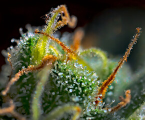 Extreme macro shot of Royal Gorilla cannabis strain buds and flowers.