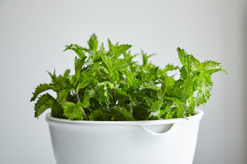 Fresh green mint leaves in white bowl