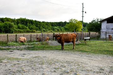 Naklejka na ściany i meble Domestic cows animals in the meadow, pasture in the village and countryside outdoors.