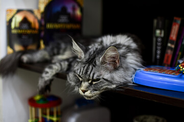Gray Maine Coon cat on the bookshelf at home. Rest, sleep animal cat.