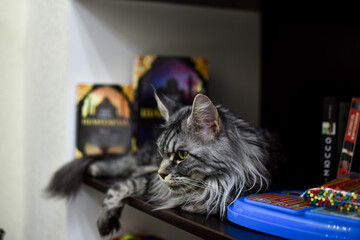 Gray Maine Coon cat on the bookshelf at home. Rest and relaxation of the animal cat.