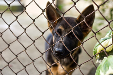 Small puppy of German shepherd dog breed outdoors. Dog child.