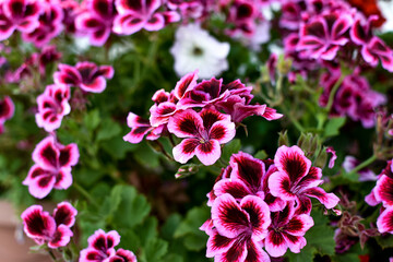 Pink geranium flowers outdoors, close-up. Flowering geranium plants.