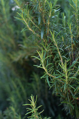 Aromatic branches of rosemary herb in the garden. Fuzzy, blurred background, selective focus. Macro.