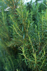 Aromatic branches of rosemary herb in the garden. Fuzzy, blurred background, selective focus. Macro.