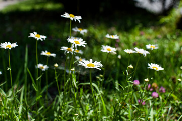 Field, meadow flowers white daisies outdoors, close-up. Useful plant chamomile.