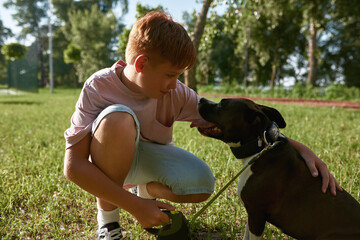 Boy hug and look at Staffordshire Bull Terrier