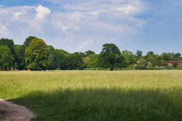 Wiese mit hohem Gras im Park Rosenthal, Leipzig, Sachsen, Deutschland	