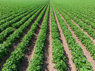 Low level aerial image of an arable potato crop ploughed field in British countryside farmland
