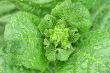 young flower buds bloom on a tobacco bush