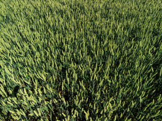 Aerial low level close up view across a wheat crop arable field in the English countryside farmland