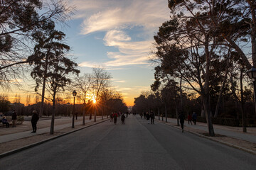 Madrid, Spain. Trees of the Buen Retiro park at sunset