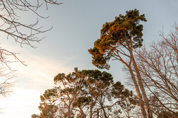 Madrid, Spain. Trees of the Buen Retiro park at sunset