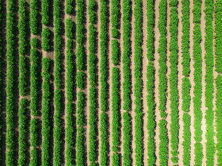 Mid aspect top down aerial image of a crop of potatoes in a ploughed field within the farmland of rural countryside of England - Powered by Adobe