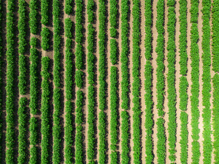 Mid aspect top down aerial image of a crop of potatoes in a ploughed field within the farmland of rural countryside of England © Dave