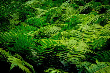 Green nature background of dense blanket of fern leaves
