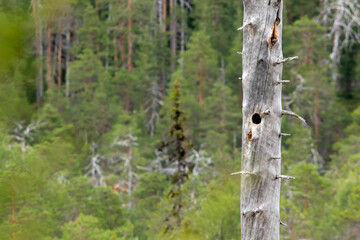 An old dead tree in the forest in Finland with a round nest hole in the trunk 
