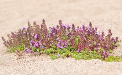 Wild thyme, Thymus serpyllum growing in the sand in Oulanka national park, Northern Finland - 513122892