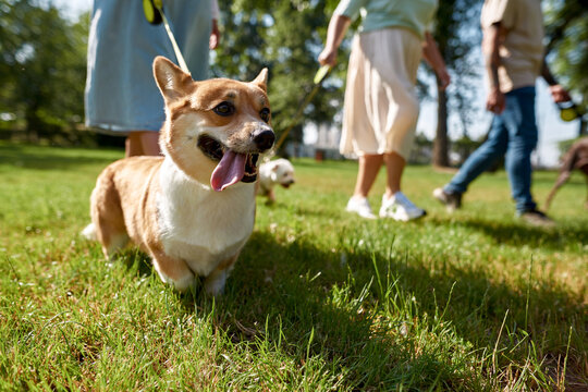 Corgi dog near people walk dogs on meadow in park
