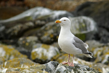 European herring gull, Larus argentatus standing on a stone near its nest site on Hornøya island, Northern Norway - 513123241