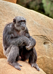 Un chimpanzé penseur