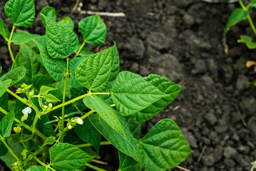 A row of young beans close-up growing from the cultivated black soil on the vegetable garden at home. Healthy food in your own kitchen garden. Young fresh green leaves of beans grown from seed. © Victoria Moloman
