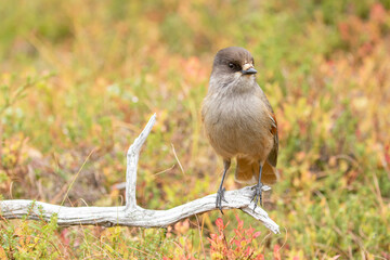 Beautiful Siberian jay, Perisoreus infaustus standing on an old branch and watching curiously - 513123447