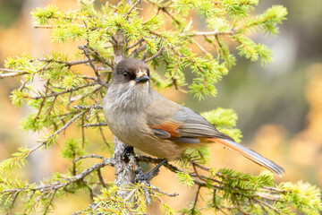 Adorable inhabitant of old boreal forests, the Siberian jay, Perisoreus infaustus perched on a spruce branch in Northern Finland - 513123459