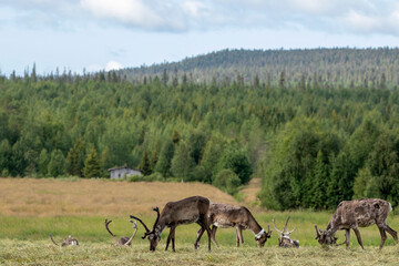 Group of domestic reindeer (Rangifer tarandus) grazing and resting on the meadow on a hot summer day in Northern Finland