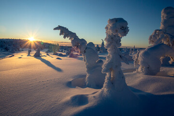 Trees bent due to the weight of the snow in Finnish Lapland during sunset in the winter - 513123817