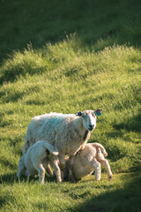 Mother sheep with two lambs