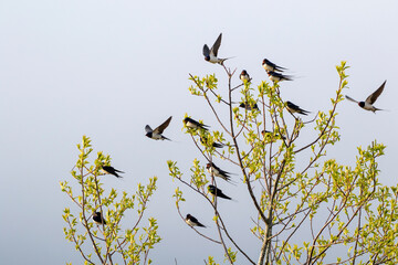 Group of beautiful songbirds Barn swallows, Hirundo rustica perched on tree branches on spring evening in Estonian nature