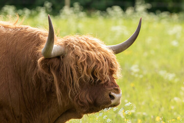 Close-up of a large Higland cattle bull with curly hair