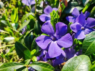 Fototapeta na wymiar Purple Vinca Minor Periwinkle flowers in outdoor garden. Purple blue flowers of periwinkle concept