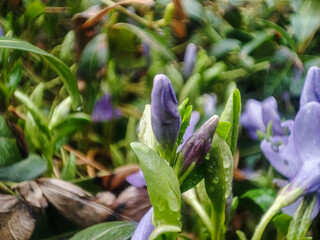 Vinca minor flower bunch. Periwinkle closeup garden