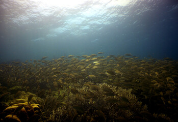 school of fish in the caribbean sea