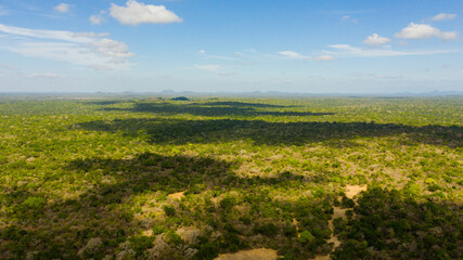 Fototapeta na wymiar Aerial view of Tropical green forest in the Kumana National Park. Sri Lanka.