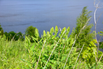 green plant on the slope of hill with blue water on background