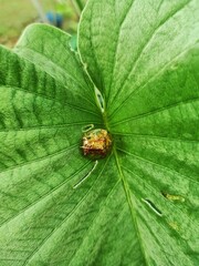 Rare golden ladybug