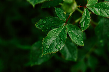 Green natural background. Leaf and dew. Raindrops on the leaves.