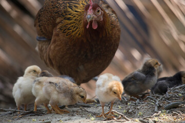 Beautiful portrait of cute baby chicks
