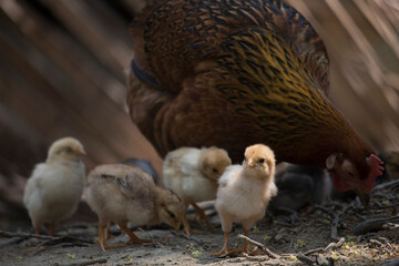 Beautiful portrait of cute baby chicks